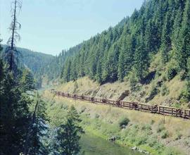 Loaded Log Train on The St. Maries River Railroad Near Avery, Idaho in August 1981.