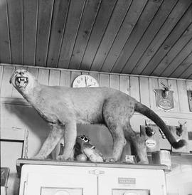 Stuffed animals at Granite Falls, Washington, circa 1960.