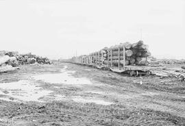 Boise Cascade log yard at Hoquiam, Washington, in 1975.