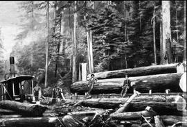 A logging company at work on the Seattle & International Railway, circa 1900.